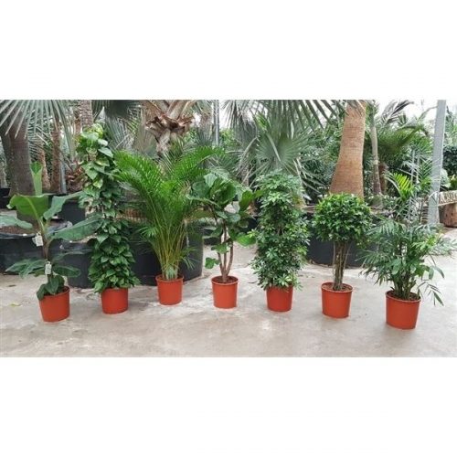 Kamerplanten mix kar 1423