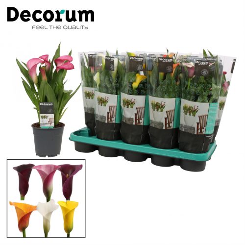 Zantedeschia mix extra		-	6	-	Adet
