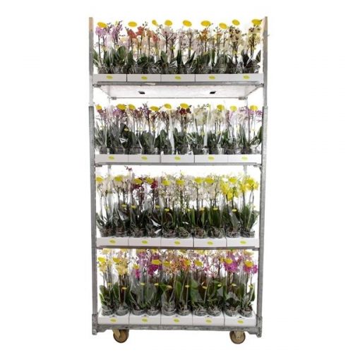 Phalaenopsis multiflora mix