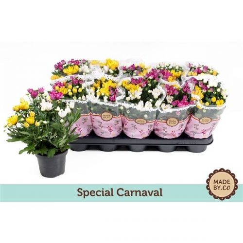 Chrysanthemum ind. carnaval