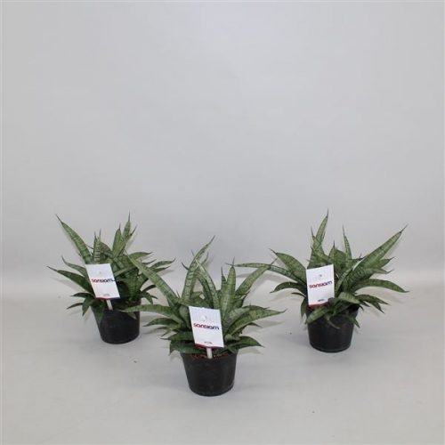 Sansevieria moto