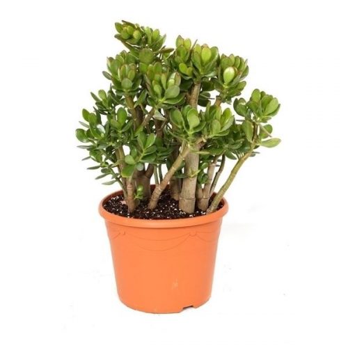 Crassula ovata argenthea