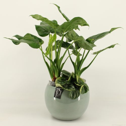 Grcr-2023 green creations	-	2	-	Adet
