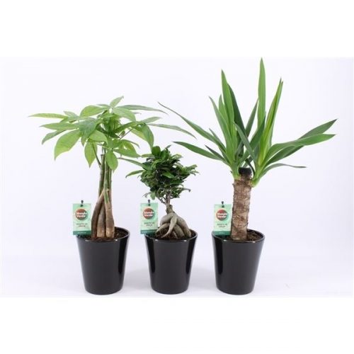 Kamerplanten jungle mix