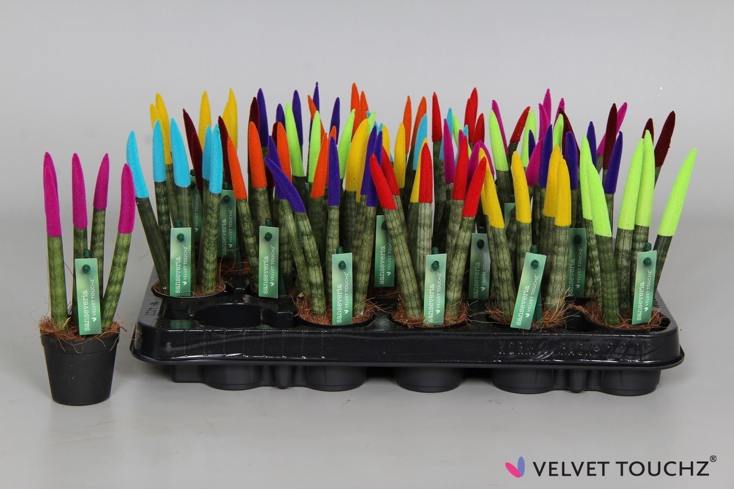 Sansevieria cylindrica spaghetti velvet svt06zk01 1 Sansevieria cylindrica spaghetti velvet svt06zk01