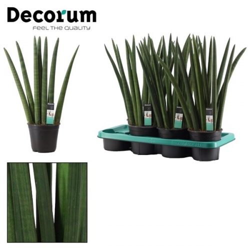 Sansevieria cylindrica fan		-	7	-	Adet