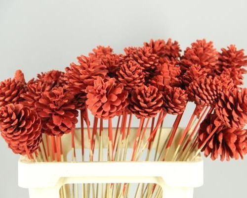 Stick Pine Cone Red - Dennenappel h%