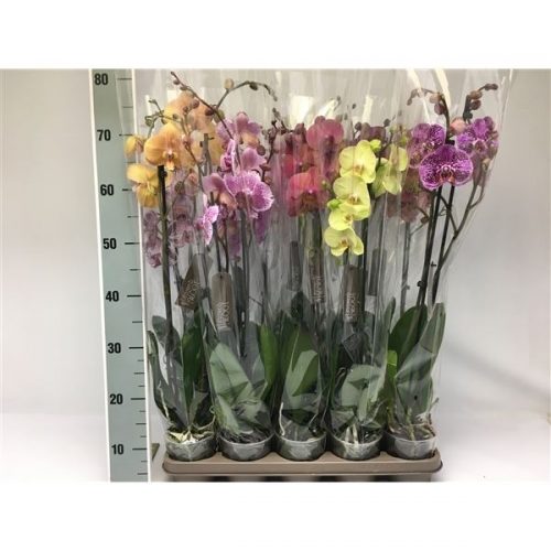 Phalaenopsis mix