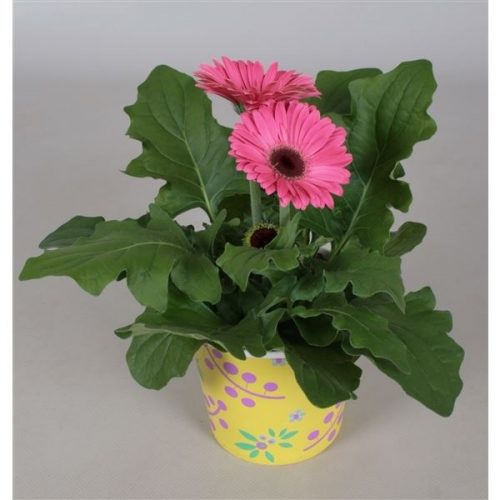 Gerbera mix t12/2blgegr