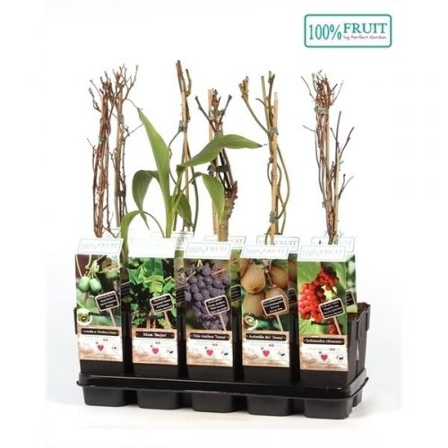 Fruitbomen mix laag exclusief