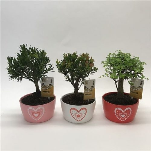 Bonsai mix