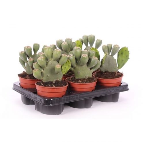 Opuntia vulgaris 12 cm