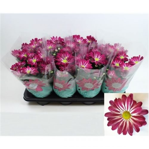 Chrysanthemum ind. rainbow passion