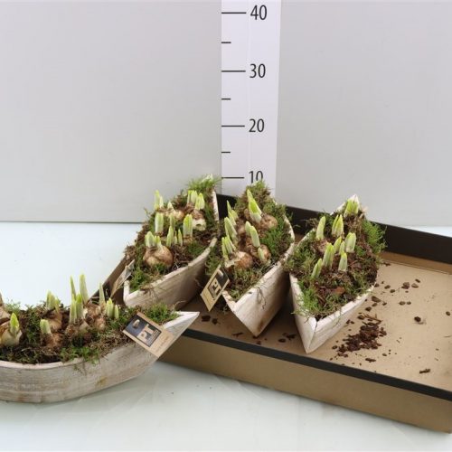 Arrangementen tete a tete l%	-	4	-	Adet