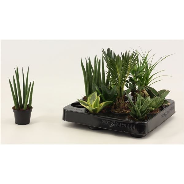 Kamerplanten mix groen mini