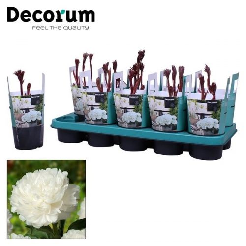 Paeonia wit