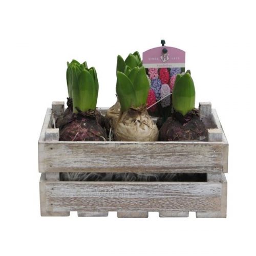 Arrangementen orientalis pearl gh7bk127