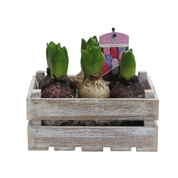 Arrangementen orientalis pearl gh7bk127 1 Arrangementen orientalis pearl gh7bk127