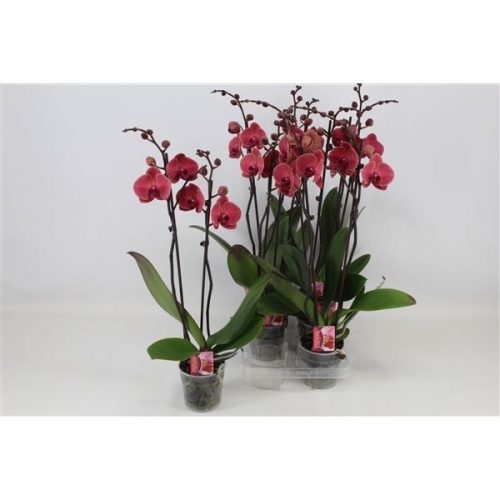 Phalaenopsis asian coral