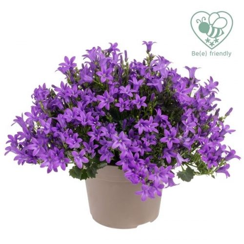 Campanula ambella intens purple