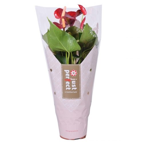 Anthurium andr. piccolo