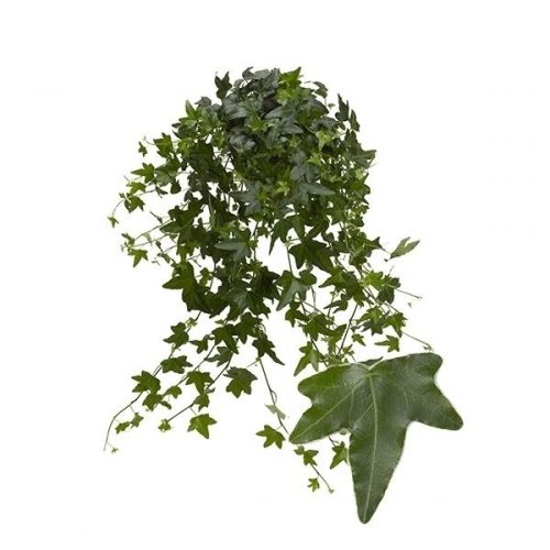 Hedera helix jacobine