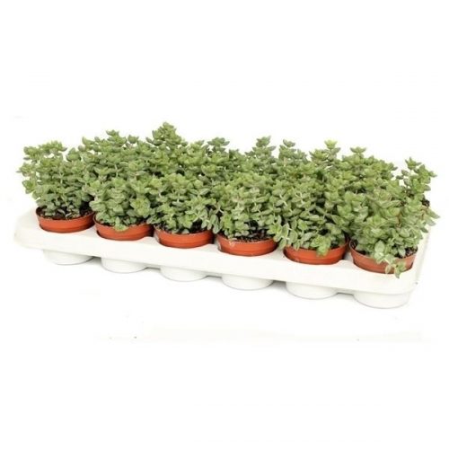 Crassula rupestris