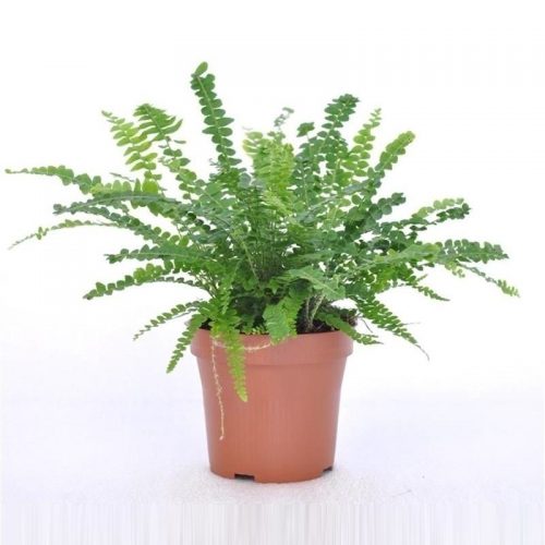 Nephrolepis cordifolia duffi