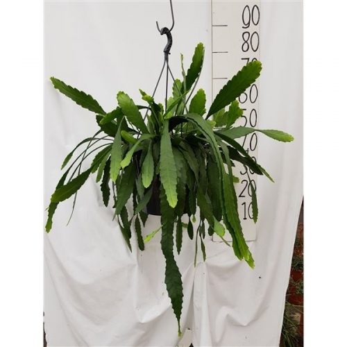Lepismium houlletian
