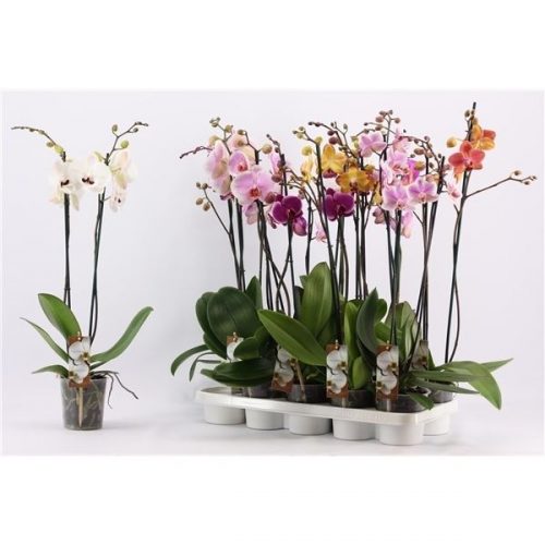 Phalaenopsis mix special