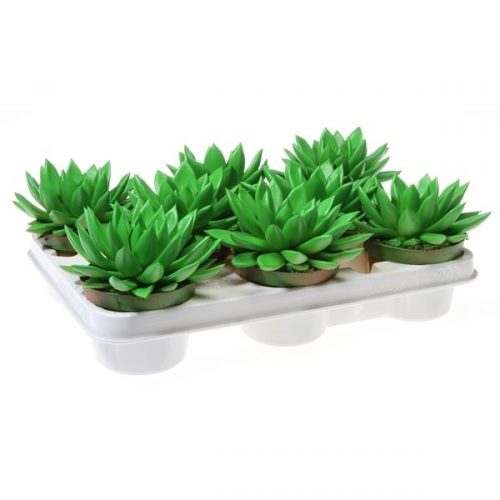 Echeveria miranda rainbow bright green