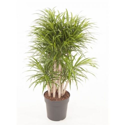Dracaena reflexa anita