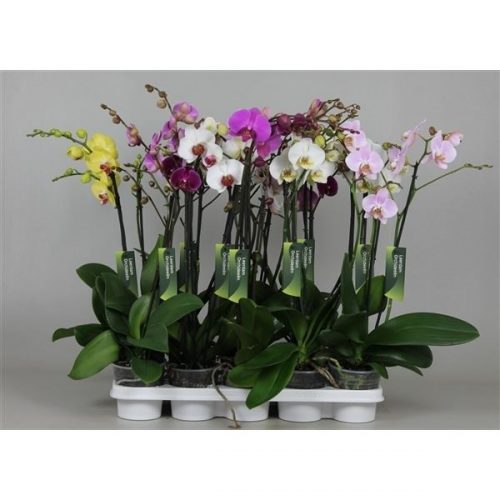 Phalaenopsis mix