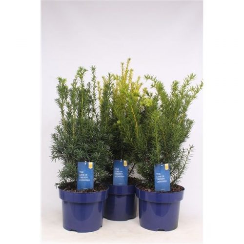 Taxus mix