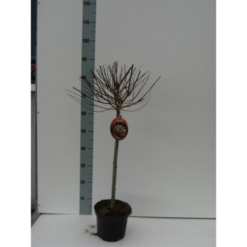 Salix integra hakuro nishiki