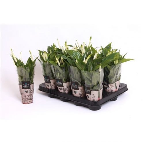 Spathiphyllum pearl cupido