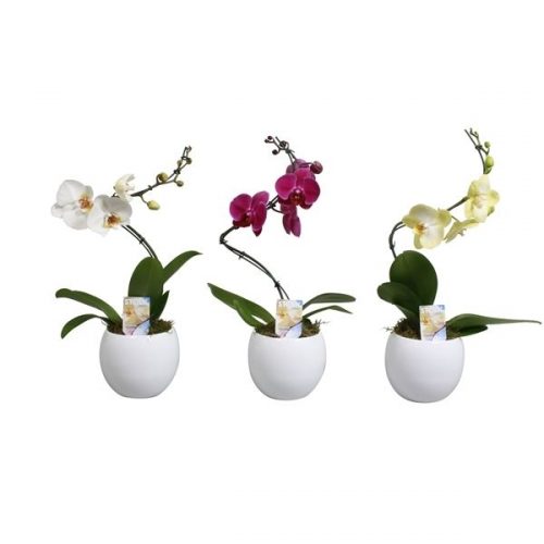 Phalaenopsis mix cascade