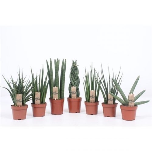 Sansevieria cylindrica mix luxe