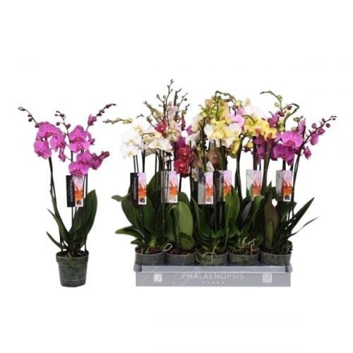 Phalaenopsis mix 5 kleuren