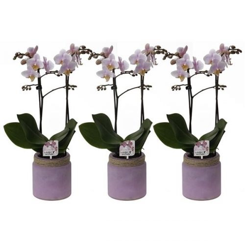 Phalaenopsis multiflora kolibri roze 12250pi