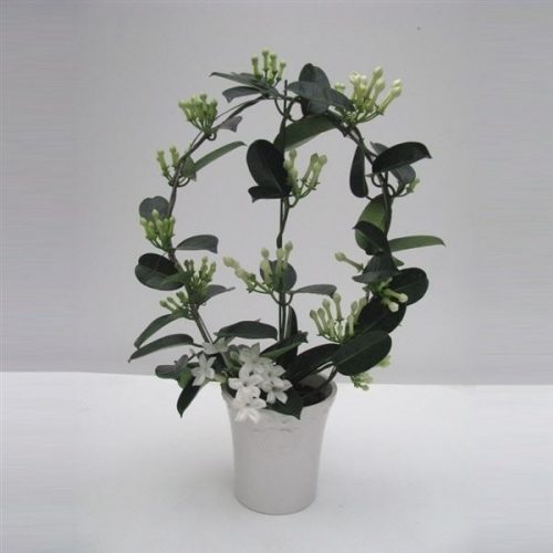 Stephanotis floribunda elegance