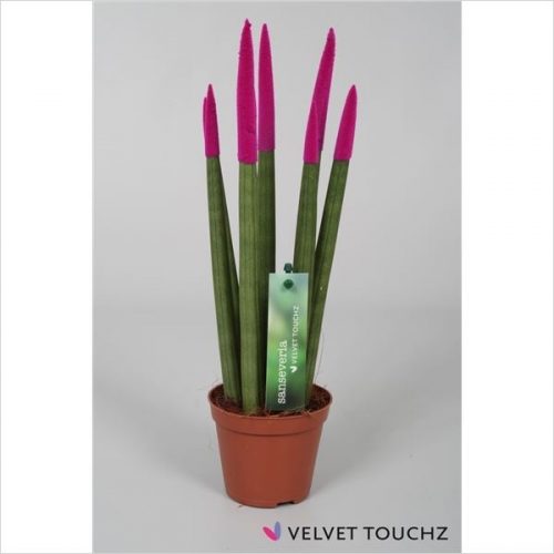 Sansevieria cylindrica spaghetti velvet svt09zk08