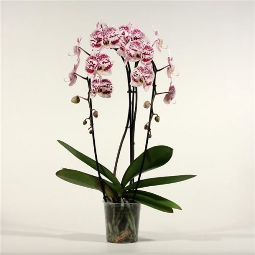 Phalaenopsis decoration cascade	 2 tak 14+ 55cm	-	5	-	Adet