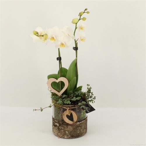 Phalrm-2011w romantic phalaenopsis	-	4	-	Adet