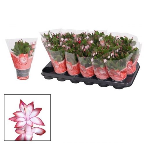 Schlumbergera rood