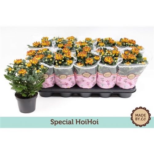 Chrysanthemum ind. robinho rood