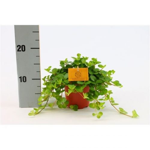 Peperomia rotundifolia rondo venetiano