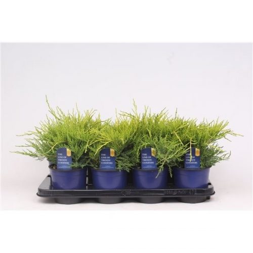 Juniperus x pfitzeriana gold coast