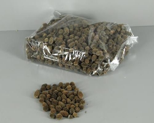 Casuarina Natural (1 Kg) - Decoratiemateriaal (h%)
