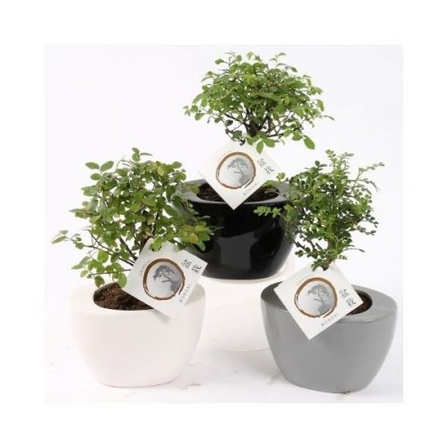 Bonsai 12cm mix in folded pot 14cm